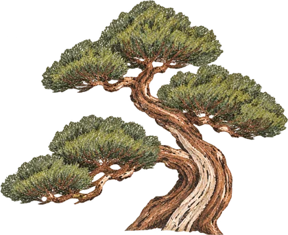 Illustration of a shimpaku bonsai tree